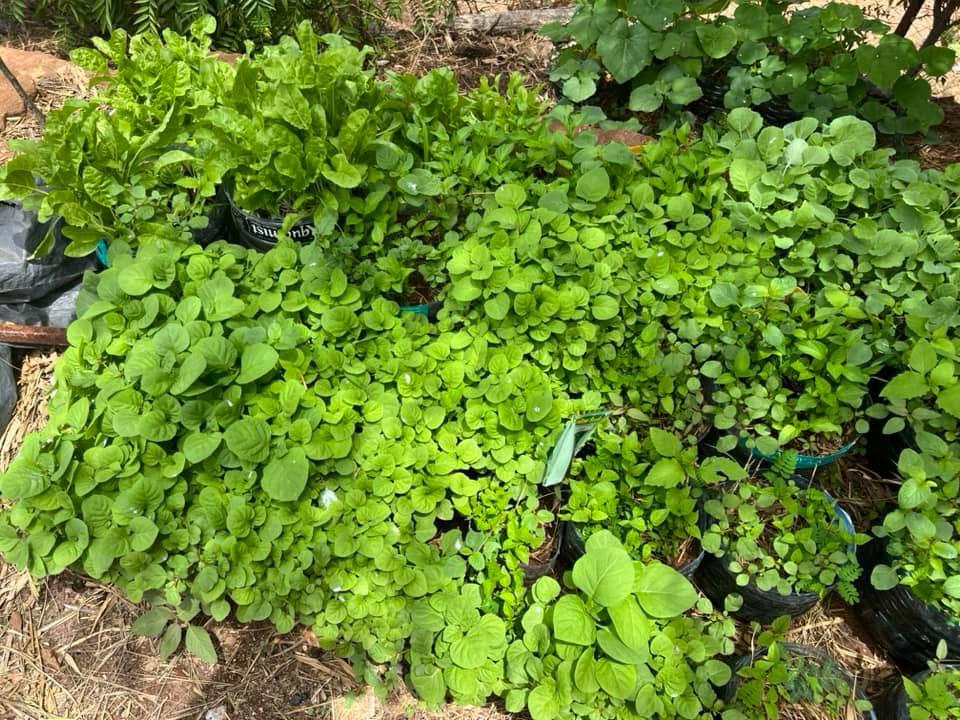 Our Trees Our Future banner